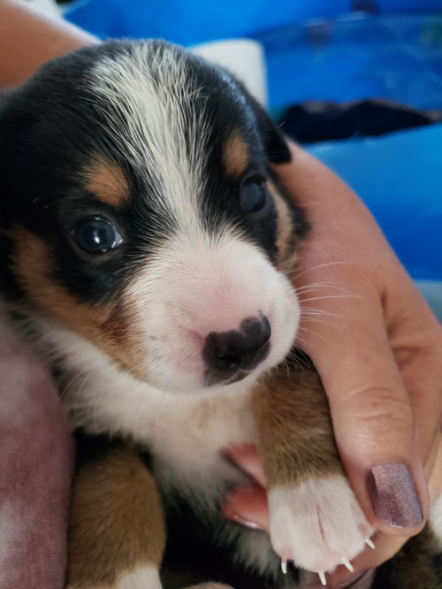 Entlebucher swiss mountain cattle dog puppies for sale in NM